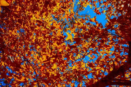 Maple leaves in winter and the blue sky.