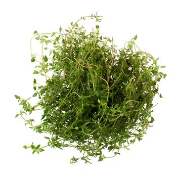 Thyme fresh herb isolated on white background.