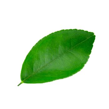 Citrus leaves isolated on a white background.