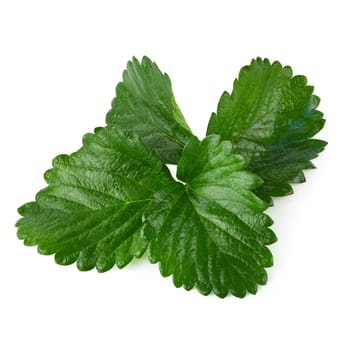 Green Strawberry Leaf isolated on white background