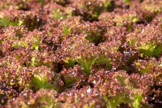 Fresh Red Oak lettuce leaves, Salads vegetable in the agricultural hydroponics farm.