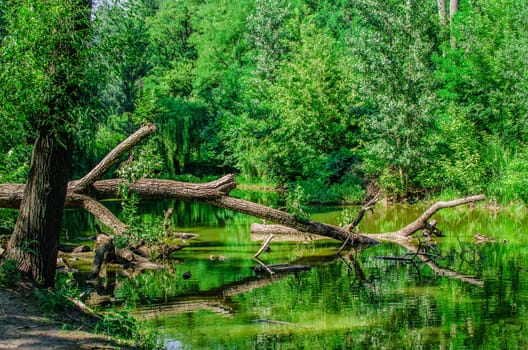 a fallen tree branch lies in a lake in the middle of a green forest