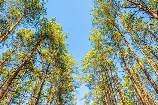 tall beautiful coniferous pine trees against a blue sunny sky