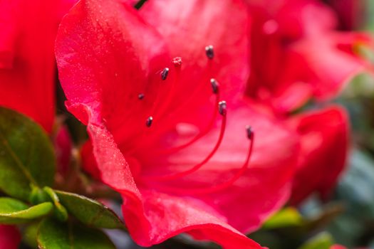 A macro of some red flowers