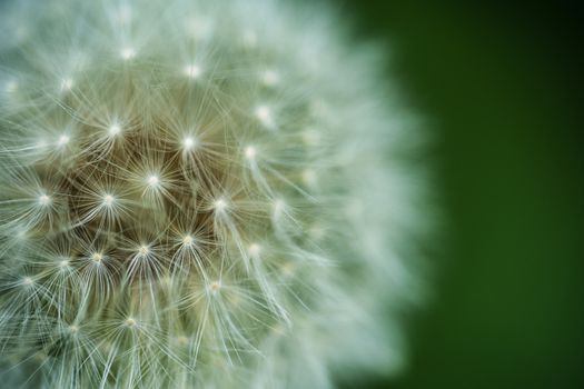 A dandelion clock macro image