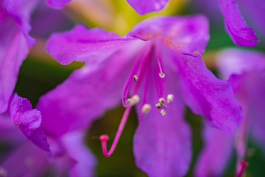 A macro shot of some purple flowers