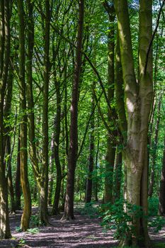 A path in the forest with green trees in the sunlight