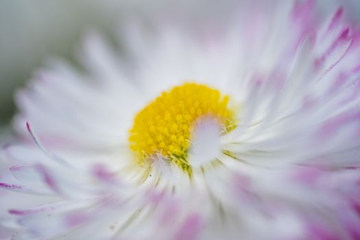 A macro of a white and pink flower with a yellow center