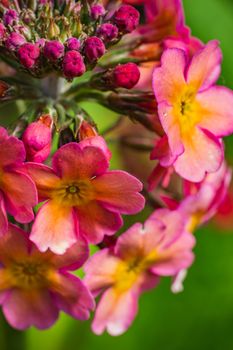 A close up of some pink magenta flowers