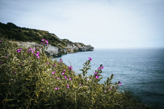 A British coastline during spring on a cliff top edge looking at the sea