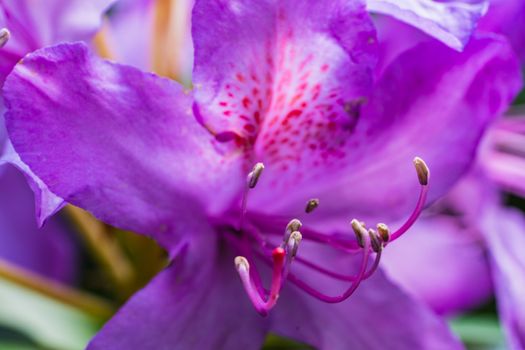 A macro shot of some purple flowers