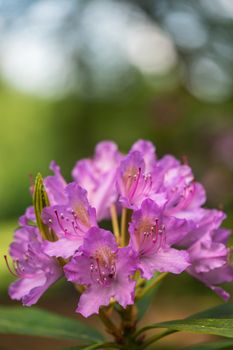 A macro shot of some purple flowers