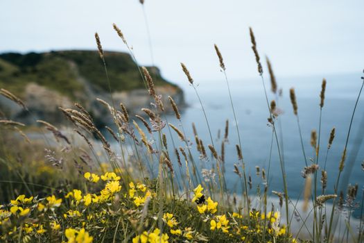 A British coastline during spring on a cliff top edge looking at the sea