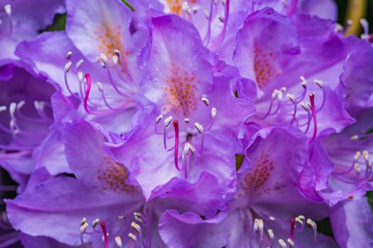 A macro shot of some purple flowers