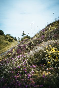 A British coastline during spring on a cliff top edge looking at the sea