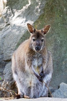 cute and beautiful Red-necked Wallaby, australian animal kangaroo (Macropus rufogriseus)