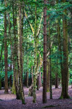 A path in the forest with green trees in the sunlight