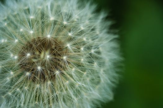 A dandelion clock macro image