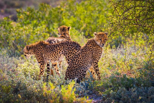 Three cheetahs in the Etosha National Park, the largest wildlife reserve in Namibia