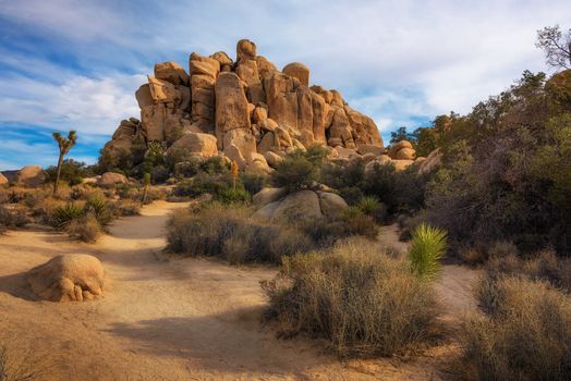 Desert trail in Joshua Tree National Park, California, USA