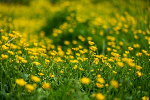 Yellow buttercup flowers in a field