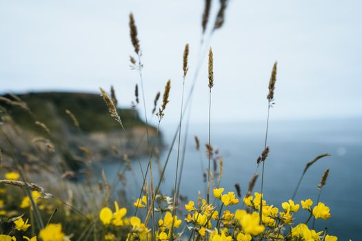 A British coastline during spring on a cliff top edge looking at the sea