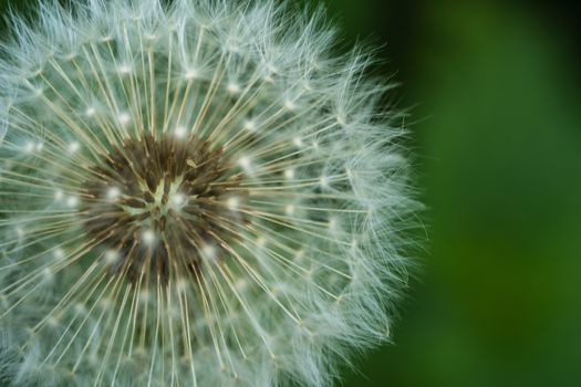 A dandelion clock macro image