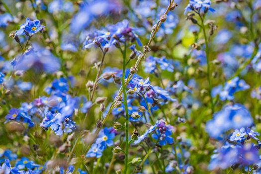 A close up of some small blue flowers