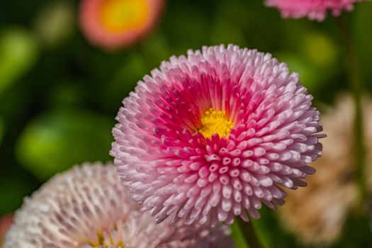 A close up of some pink magenta flowers