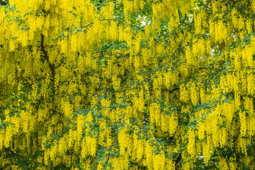 A laburnum weeping willow tree