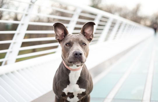 Pet portrait of tuxedo pit bull terrier on the Sundial Bridge in Redding, Northern California