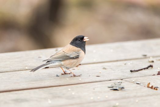 Brown-backed dark-eyed junco sparrow, Junco hyemalis, aka Oregon junco eating seeds on an outdoor wooden patio or porch in Northern California