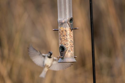 Male house sparrow flying to a garden bird feeder full of mixed seed