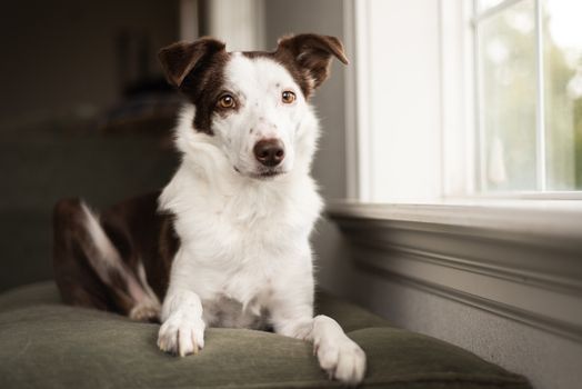 Domestic portrait of border collie dog sitting on couch by the window