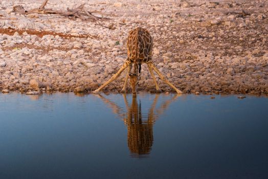 Giraffe drinks water at sunrise from a waterhole in Etosha National Park, Namibia