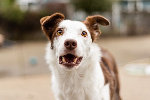 Outdoor pet photography head shot of border collie dog, focus on eyes