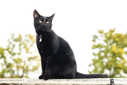 Domestic black cat with bright yellow eyes sitting on a garden fence