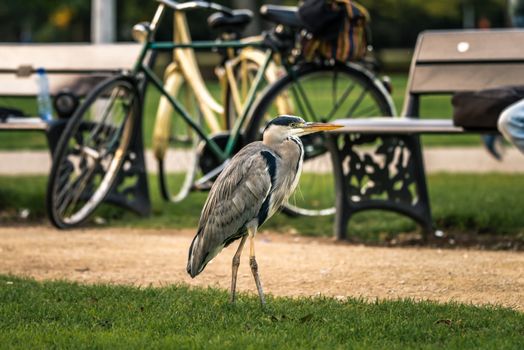 Grey heron bird walking in Vondelpark city park in Amsterdam, the Netherlands