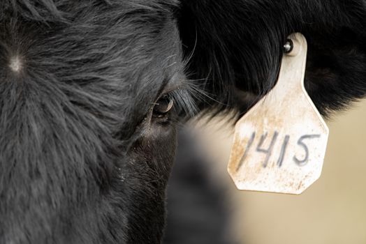 Black Angus beef cattle with an ear tag