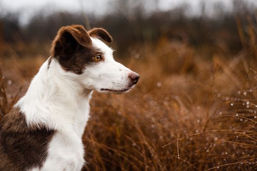 Outdoor portrait of purebred border collie sheepdog staring off into the distance