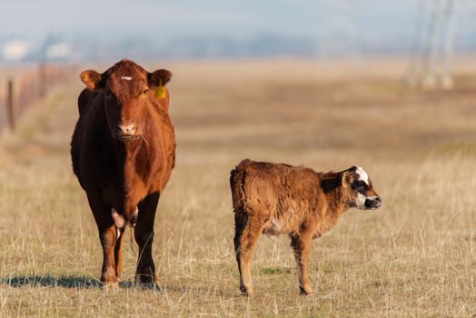 Red cow and her calf in a northern california free range cattle farm pasture