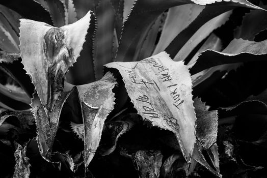 Dramatic black and white closeup of old century plant scarred by graffiti vandalism