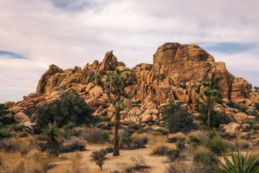 Desert trail in Joshua Tree National Park, California, USA