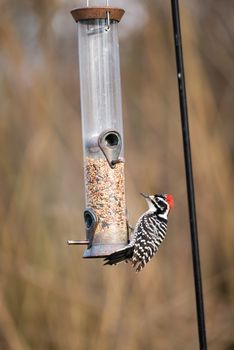 Adult male Nuttall's woodpecker at bird feeder in a California garden