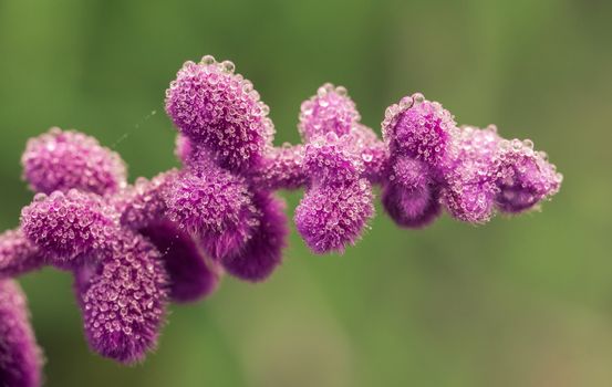 Dew drops on the purple flowers of Salvia leucantha, the Mexican Bush Sage