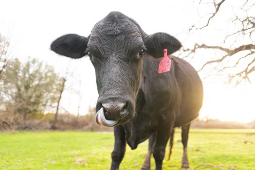 Black angus cattle licking its nose