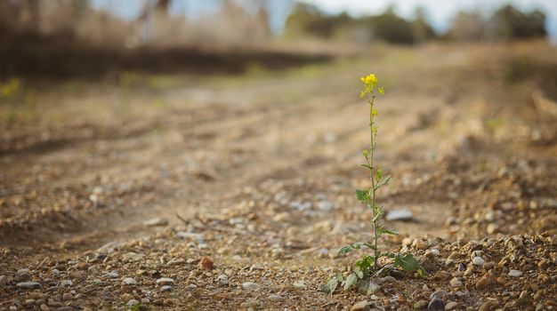 Yellow wildflower isolated in California dry summer scenery, resilience concept