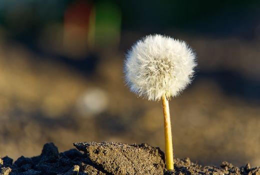 lonely white dandelion on a background of desert land as a symbol of rebirth or the beginning of a new life. ecology concept