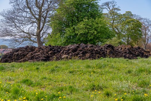 Large mound of cow manure in a field