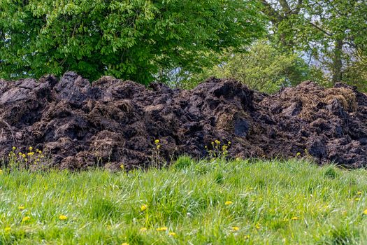 Large mound of cow manure in a field